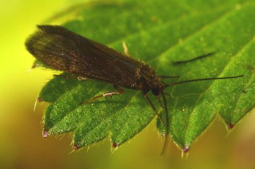 Agapetus fuscipes
